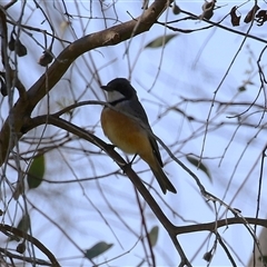 Pachycephala rufiventris (Rufous Whistler) at Fyshwick, ACT - 13 Sep 2024 by RodDeb