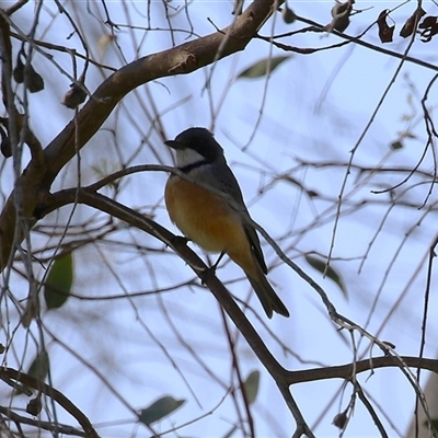 Pachycephala rufiventris (Rufous Whistler) at Fyshwick, ACT - 13 Sep 2024 by RodDeb