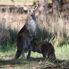 Macropus giganteus (Eastern Grey Kangaroo) at Fyshwick, ACT - 13 Sep 2024 by RodDeb