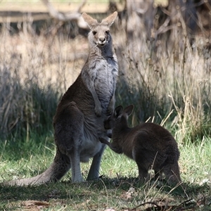 Macropus giganteus at Fyshwick, ACT - 13 Sep 2024