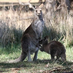 Macropus giganteus at Fyshwick, ACT - 13 Sep 2024