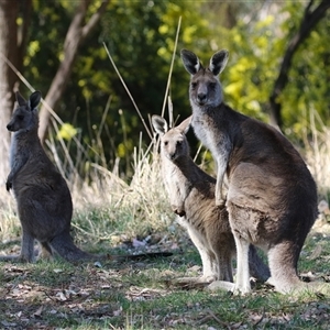 Macropus giganteus at Fyshwick, ACT - 13 Sep 2024 01:38 PM