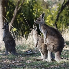 Macropus giganteus at Fyshwick, ACT - 13 Sep 2024