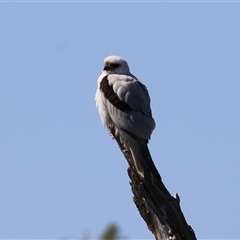 Elanus axillaris (Black-shouldered Kite) at Fyshwick, ACT - 13 Sep 2024 by RodDeb