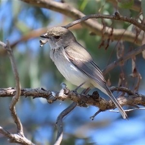 Pachycephala pectoralis at Fyshwick, ACT - 13 Sep 2024