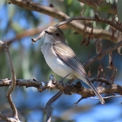 Pachycephala pectoralis at Fyshwick, ACT - 13 Sep 2024