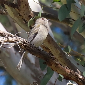 Pachycephala pectoralis at Fyshwick, ACT - 13 Sep 2024