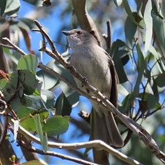 Pachycephala pectoralis at Fyshwick, ACT - 13 Sep 2024