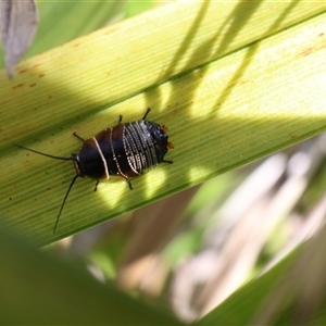 Ellipsidion australe at Lyons, ACT - 14 Sep 2024