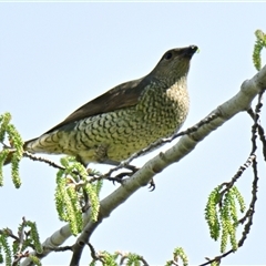 Ptilonorhynchus violaceus (Satin Bowerbird) at Giralang, ACT - 14 Sep 2024 by Thurstan