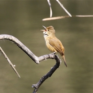 Acrocephalus australis at Fyshwick, ACT - 13 Sep 2024