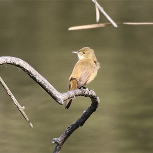 Acrocephalus australis at Fyshwick, ACT - 13 Sep 2024