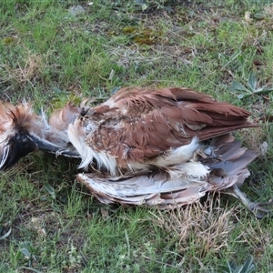 Nycticorax caledonicus at Isabella Plains, ACT - 14 Sep 2024