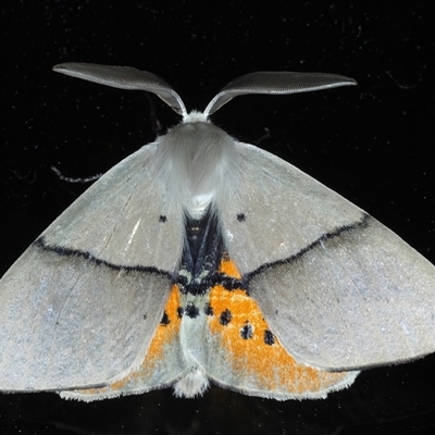 Gastrophora henricaria (Fallen-bark Looper, Beautiful Leaf Moth) at Ainslie, ACT - 9 Sep 2024 by jb2602