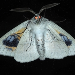 Gastrophora henricaria at Ainslie, ACT - 9 Sep 2024