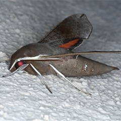 Hippotion scrofa at Ainslie, ACT - 9 Sep 2024