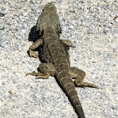 Pogona barbata (Eastern Bearded Dragon) at Capertee, NSW - 14 Sep 2024 by MandyandScott