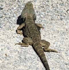 Pogona barbata (Eastern Bearded Dragon) at Capertee, NSW - 14 Sep 2024 by ScottandMandy