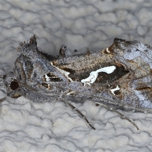 Chrysodeixis argentifera at Ainslie, ACT - 9 Sep 2024