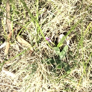 Romulea minutiflora at Wanniassa, ACT - 14 Sep 2024