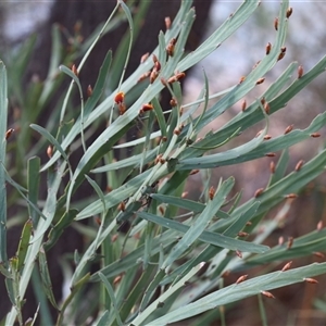 Bossiaea grayi at Lyons, ACT - 14 Sep 2024