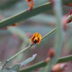 Bossiaea grayi at Lyons, ACT - 14 Sep 2024