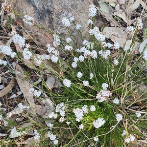 Leucopogon virgatus at Kambah, ACT - 14 Sep 2024 02:23 PM