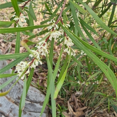 Hakea salicifolia (Willow-leaved Hakea) at Kambah, ACT - 14 Sep 2024 by galah681