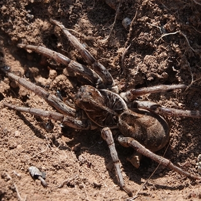 Tasmanicosa sp. (genus) (Unidentified Tasmanicosa wolf spider) at Hall, ACT - 14 Sep 2024 by Anna123