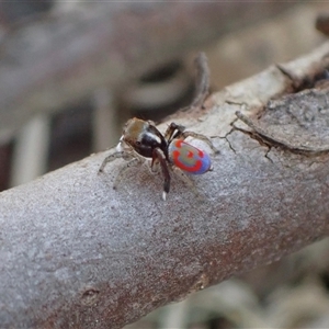 Maratus pavonis at Murrumbateman, NSW - 10 Sep 2024