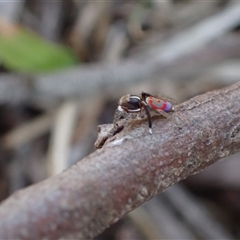 Maratus pavonis at Murrumbateman, NSW - suppressed