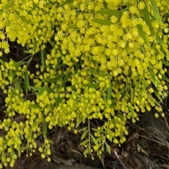 Acacia sp. (A Wattle) at Kambah, ACT - 14 Sep 2024 by galah681