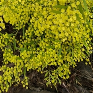 Acacia sp. at Kambah, ACT - 14 Sep 2024