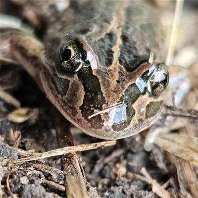 Limnodynastes tasmaniensis (Spotted Grass Frog) at Braidwood, NSW - 14 Sep 2024 by MatthewFrawley