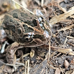 Limnodynastes tasmaniensis at Braidwood, NSW - 14 Sep 2024 03:56 PM