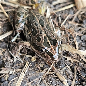 Limnodynastes tasmaniensis at Braidwood, NSW - 14 Sep 2024