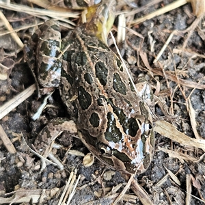 Limnodynastes tasmaniensis at Braidwood, NSW - 14 Sep 2024 03:56 PM