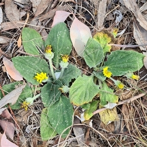 Cymbonotus sp. (preissianus or lawsonianus) at Kambah, ACT - 14 Sep 2024