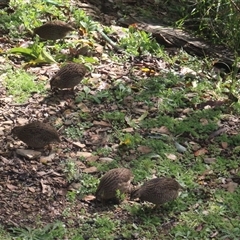 Synoicus ypsilophorus (Brown Quail) at Currowan, NSW - 17 Jun 2024 by UserCqoIFqhZ