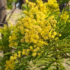 Acacia decurrens (Green Wattle) at Kambah, ACT - 14 Sep 2024 by galah681