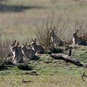 Oryctolagus cuniculus at Forde, ACT - 13 Sep 2024