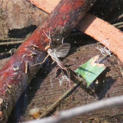 Ephemeroptera (order) (Unidentified Mayfly) at Currowan, NSW - 10 Sep 2024 by UserCqoIFqhZ