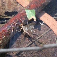 Ephemeroptera (order) at Currowan, NSW - 10 Sep 2024