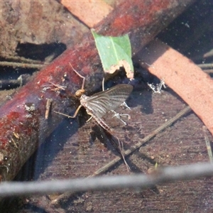 Ephemeroptera (order) at Currowan, NSW - 10 Sep 2024