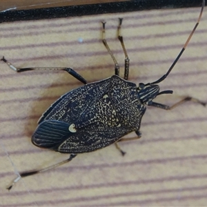 Poecilometis sp. (genus) at Hall, ACT - 13 Sep 2024 02:07 PM