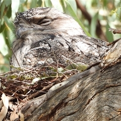 Podargus strigoides (Tawny Frogmouth) at Kambah, ACT - 14 Sep 2024 by LineMarie