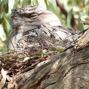 Podargus strigoides at Kambah, ACT - suppressed