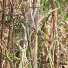 Hemicordulia tau (Tau Emerald) at Kambah, ACT - 14 Sep 2024 by LineMarie