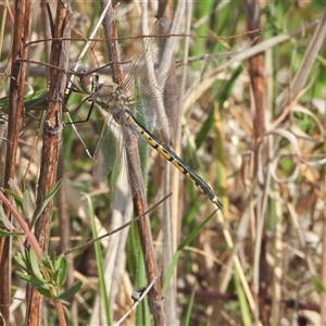 Hemicordulia tau at Kambah, ACT - 14 Sep 2024 01:41 PM