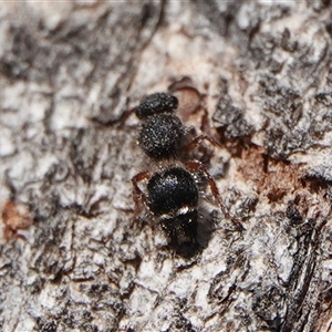 Eurymutilla sp. (genus) at Hall, ACT - 13 Sep 2024